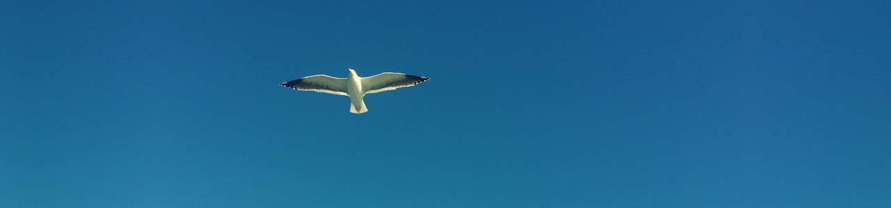 aroma_image_bird