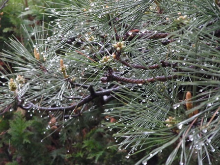 雨の松