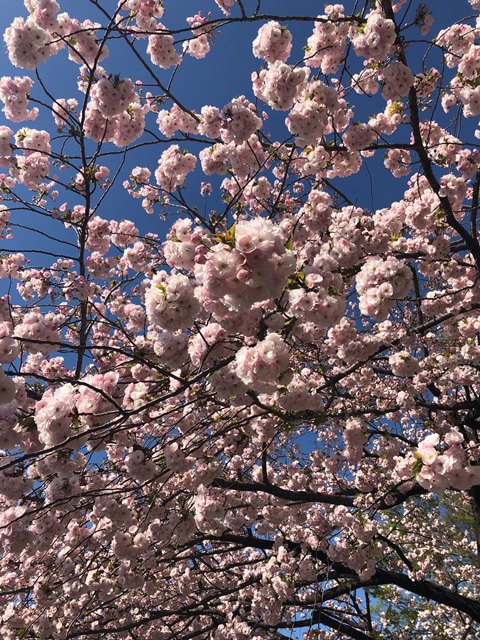 八重桜