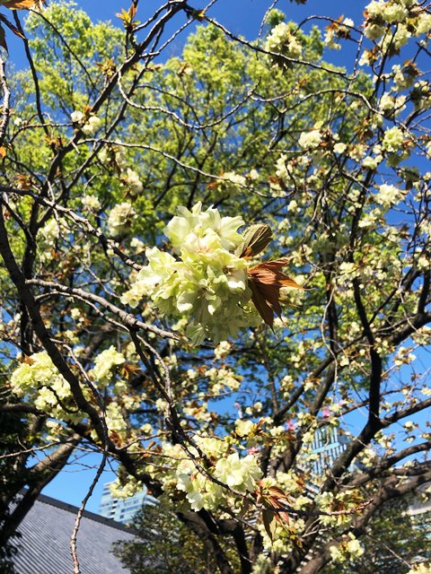 黄色い桜