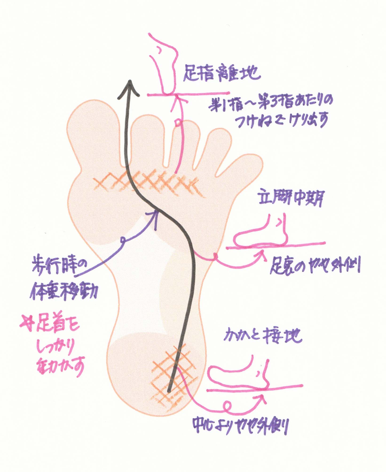 足裏体重移動図